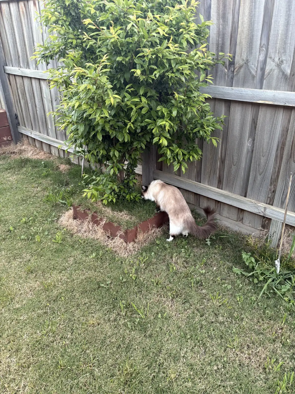 A curious cat exploring the plants in the netted garden