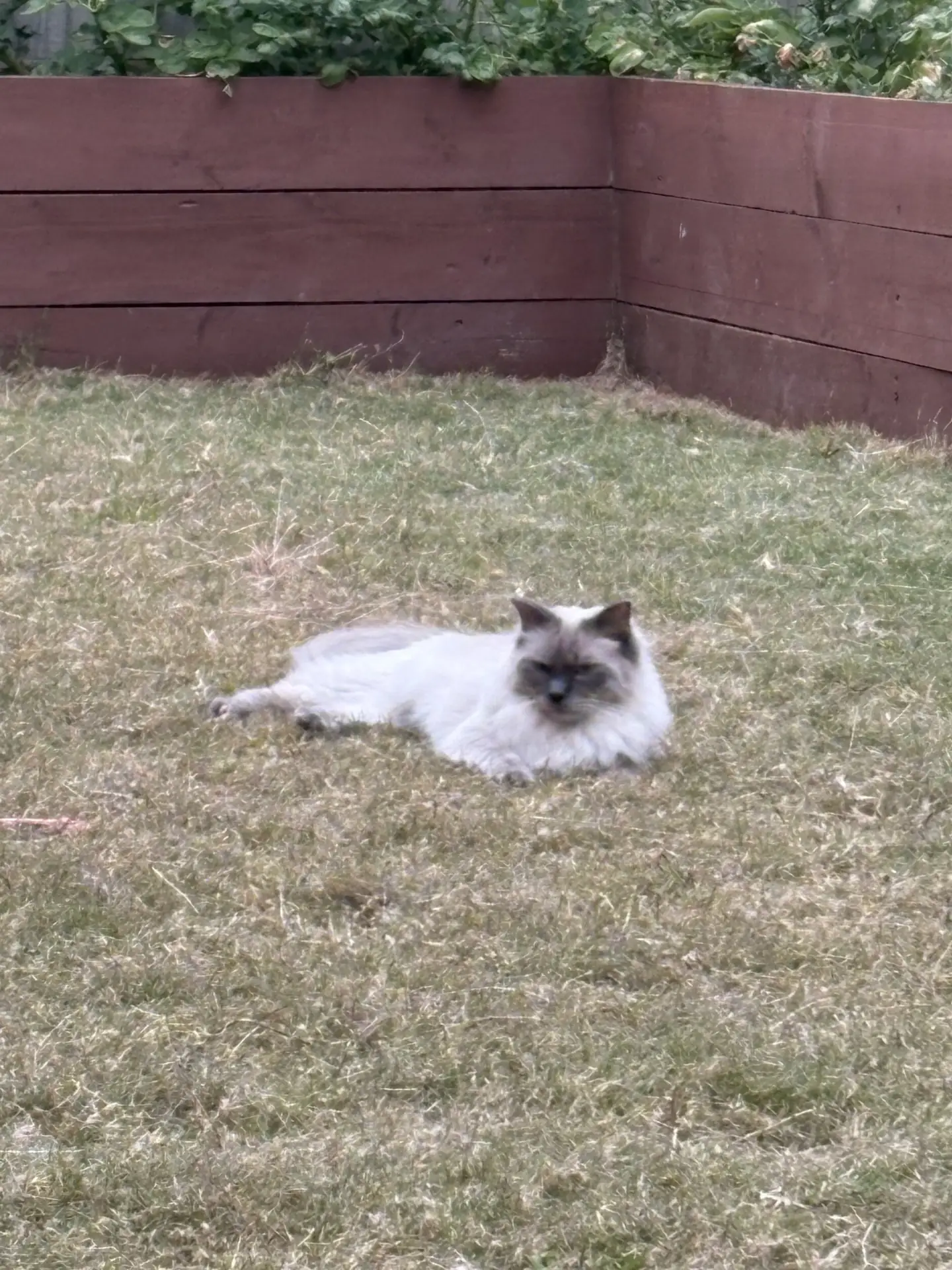 A fluffy cat stretching out on the lawn in the netted garden