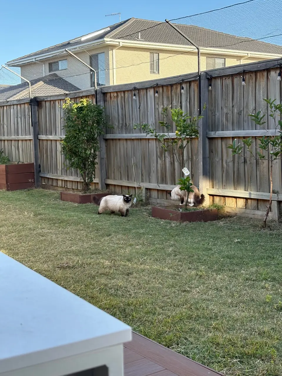 Two cats from the same family exploring the netted garden at Meow Minders