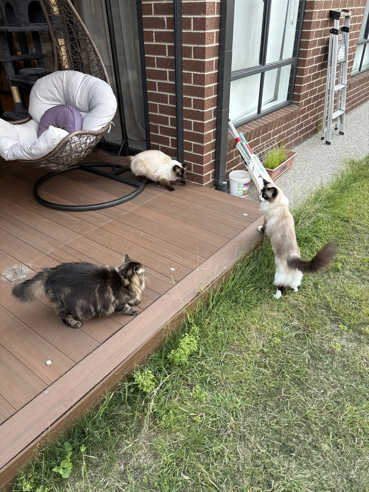 Two cats from the same family relaxing together on the netted deck