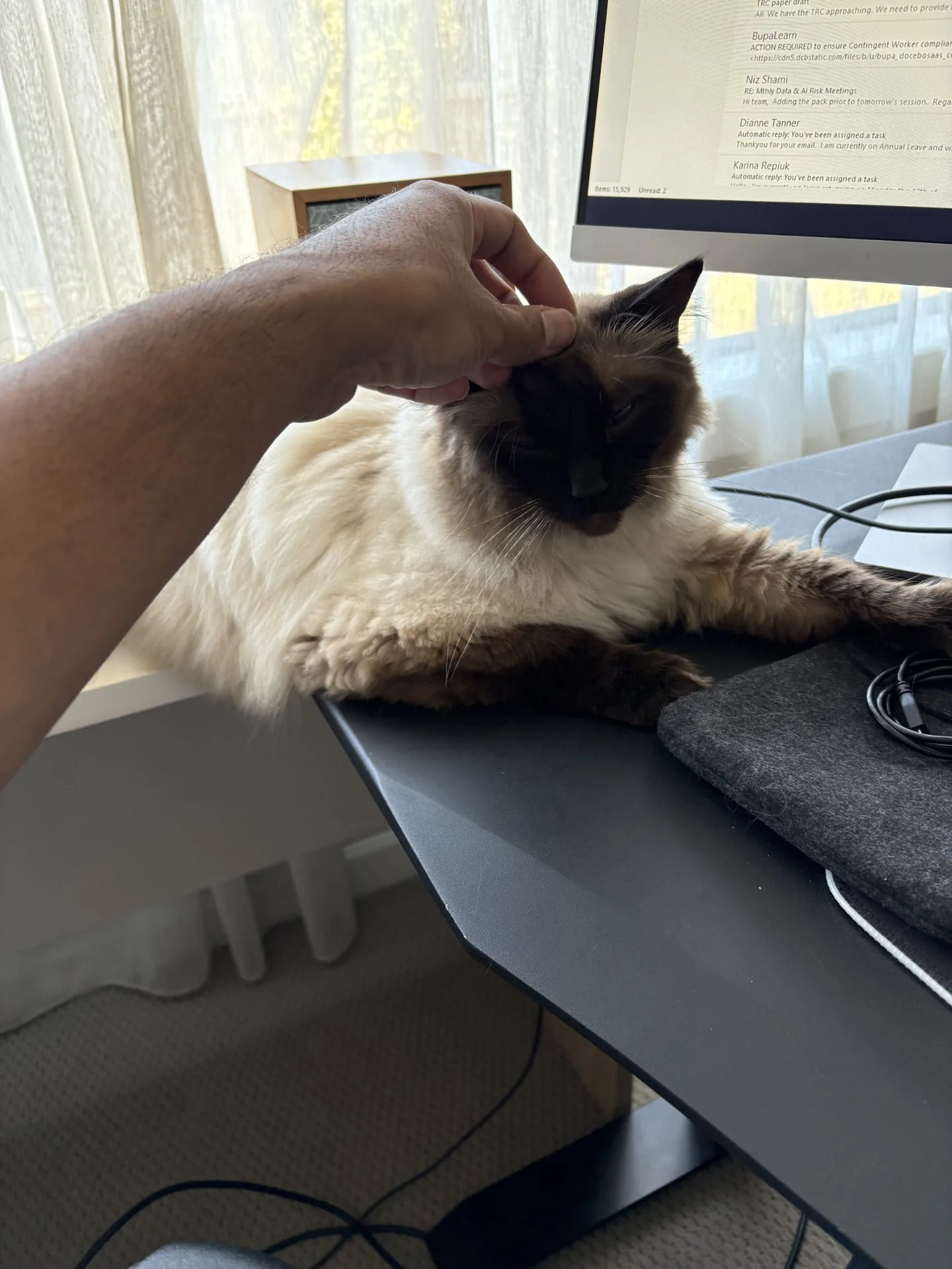 A guest cat getting gentle pats and attention at the desk