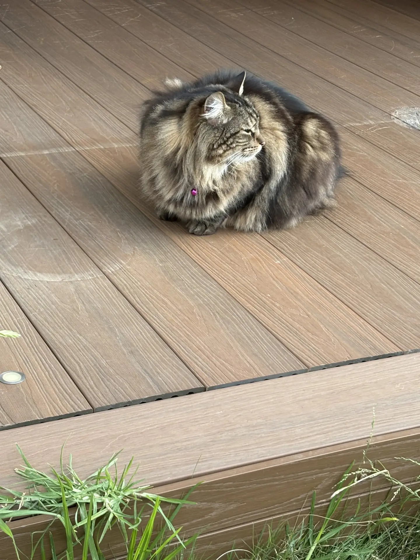 A fluffy guest cat relaxing on the netted deck