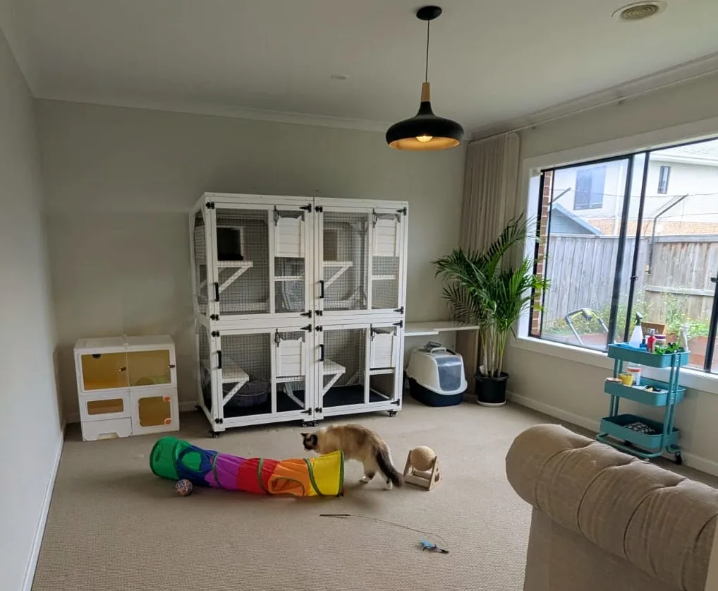 The villa room at Meow Minders with the Somerzby villa, toys and a guest cat playing