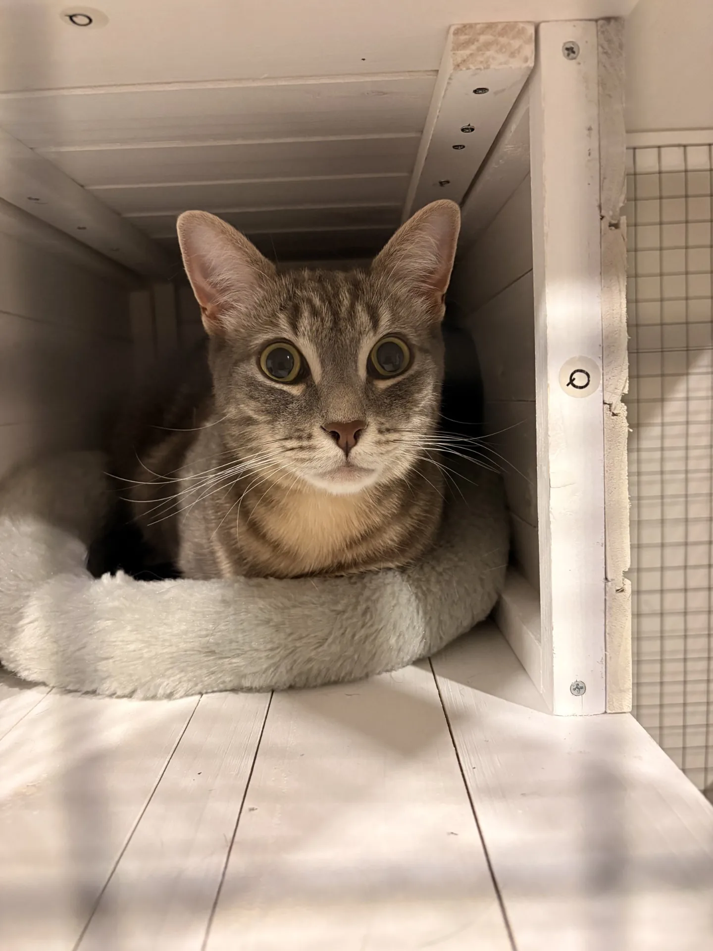 A guest cat settled on a shelf inside their private multi-level villa at Meow Minders